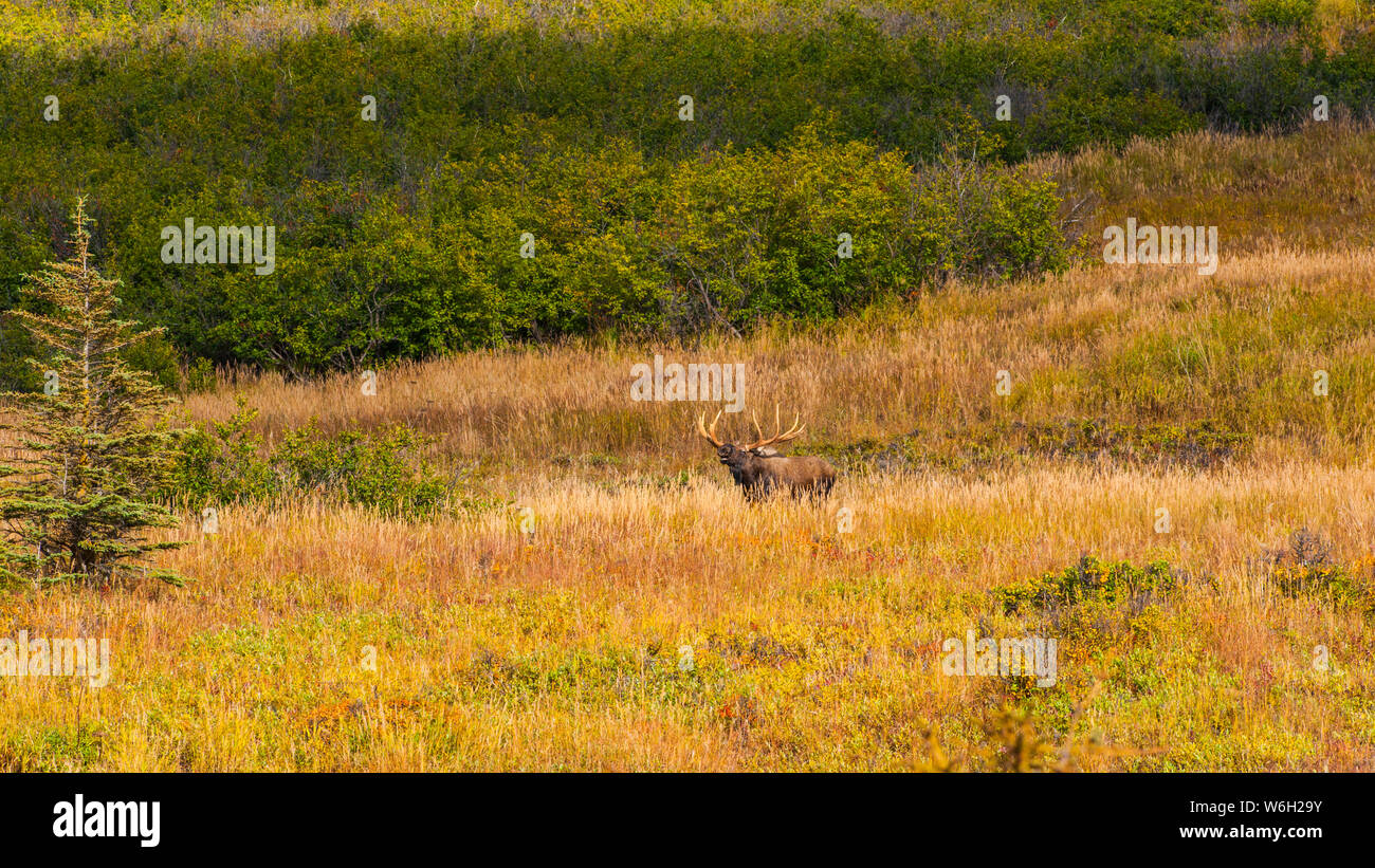 Großer Stier Elch (Alces alces), der in der Nähe des Powerline Passes im Chugach State Park, in der Nähe von Anchorage in Süd-Zentral-Alaska auf einem... Stockfoto