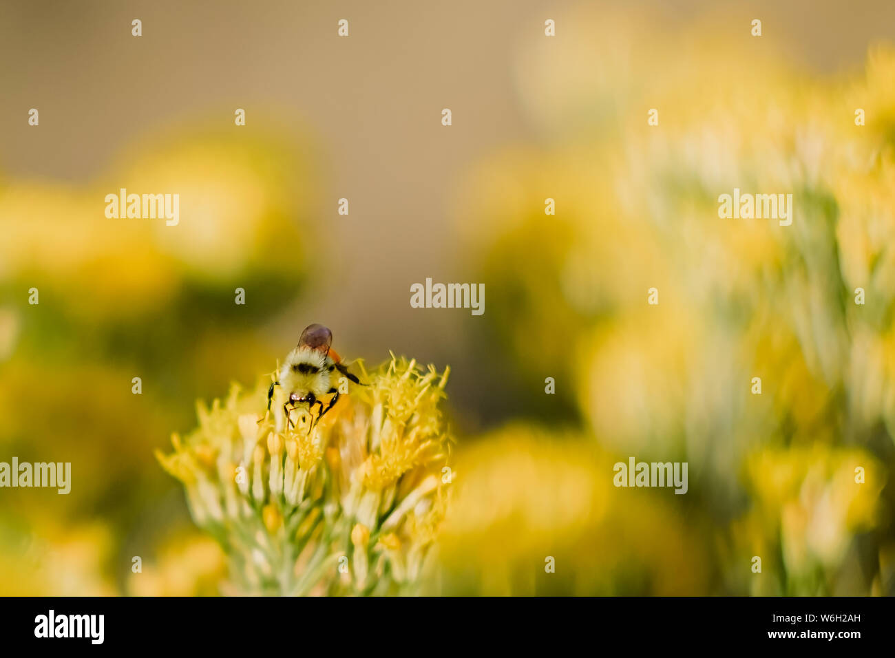 Biene auf Blume auf der Suche nach Pollen Stockfoto