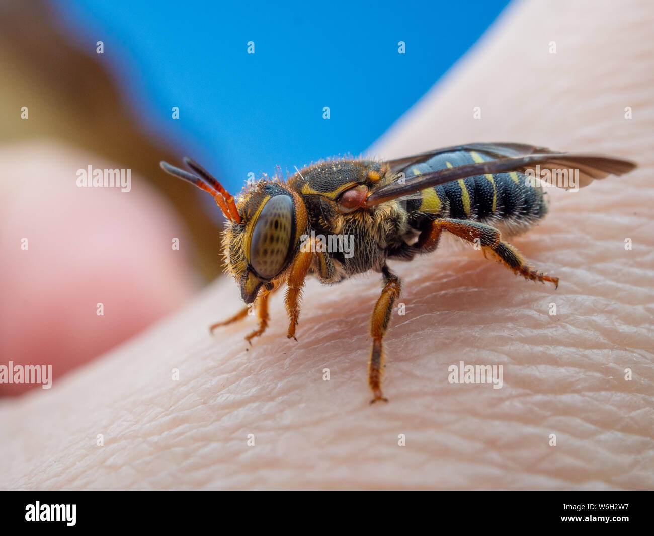 Detaillierte Makro einer wilden Biene aus Brasilien, lokal bekannt als abelha cortadeira Stockfoto