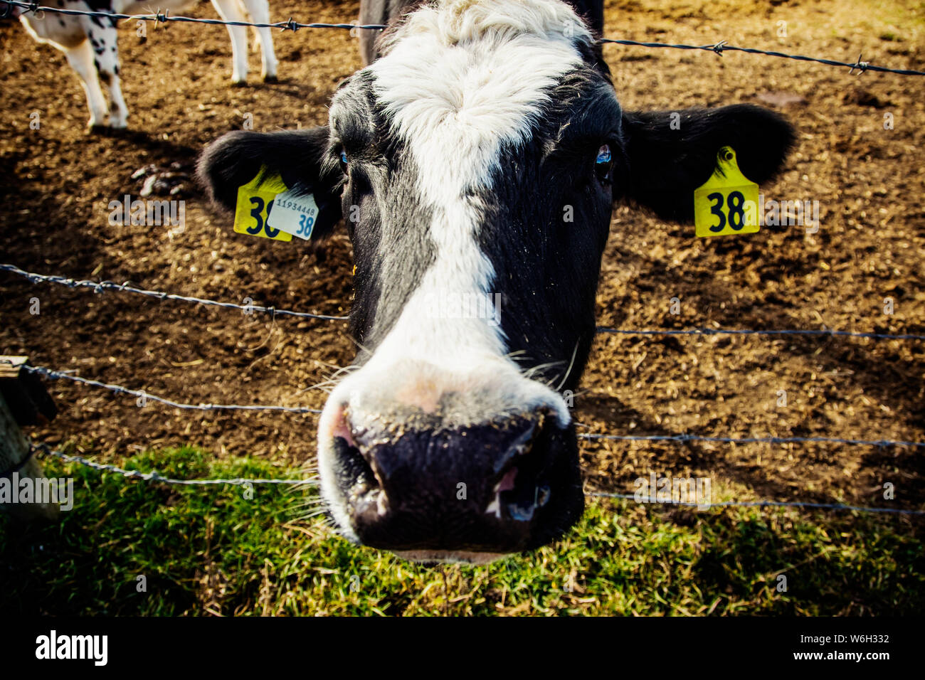 Nahaufnahme des Kopfes einer Holstein-Kuh, die an einem Stacheldrahtzaun steht und ein lustiges Gesicht macht, mit Identifikationsschildern in den Ohren auf einer Robotermilcherei ... Stockfoto