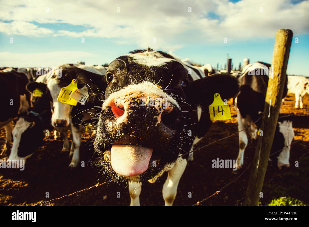 Nahaufnahme einer neugierigen Holstein-Kuh mit Identifikationsschildern, die auf die Kamera schaut und ihre Zunge herausragt, während sie an einem Stacheldrahtzaun steht... Stockfoto