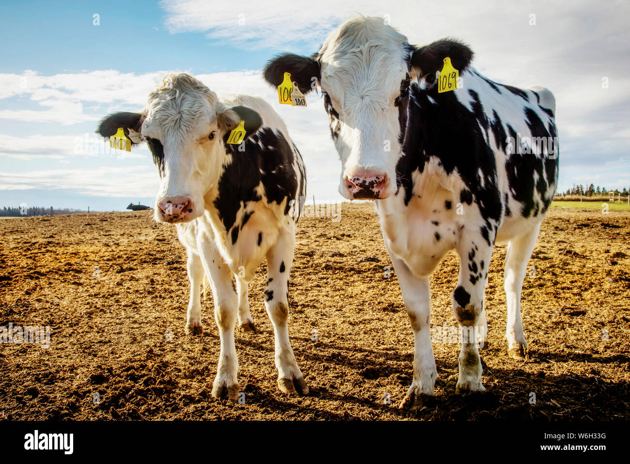 Zwei junge Holsteinkühe schauten neugierig auf die Kamera, während sie in einem Corral mit Identifikationsschildern in den Ohren auf einem robotischen Milchviehbetrieb standen, ... Stockfoto