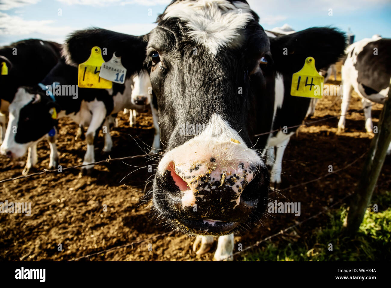 Nahaufnahme des Kopfes einer Holstein-Kuh, die an einem Stacheldrahtzaun steht und ein lustiges Gesicht macht, mit Identifikationsschildern in den Ohren auf einer Robotermilcherei ... Stockfoto
