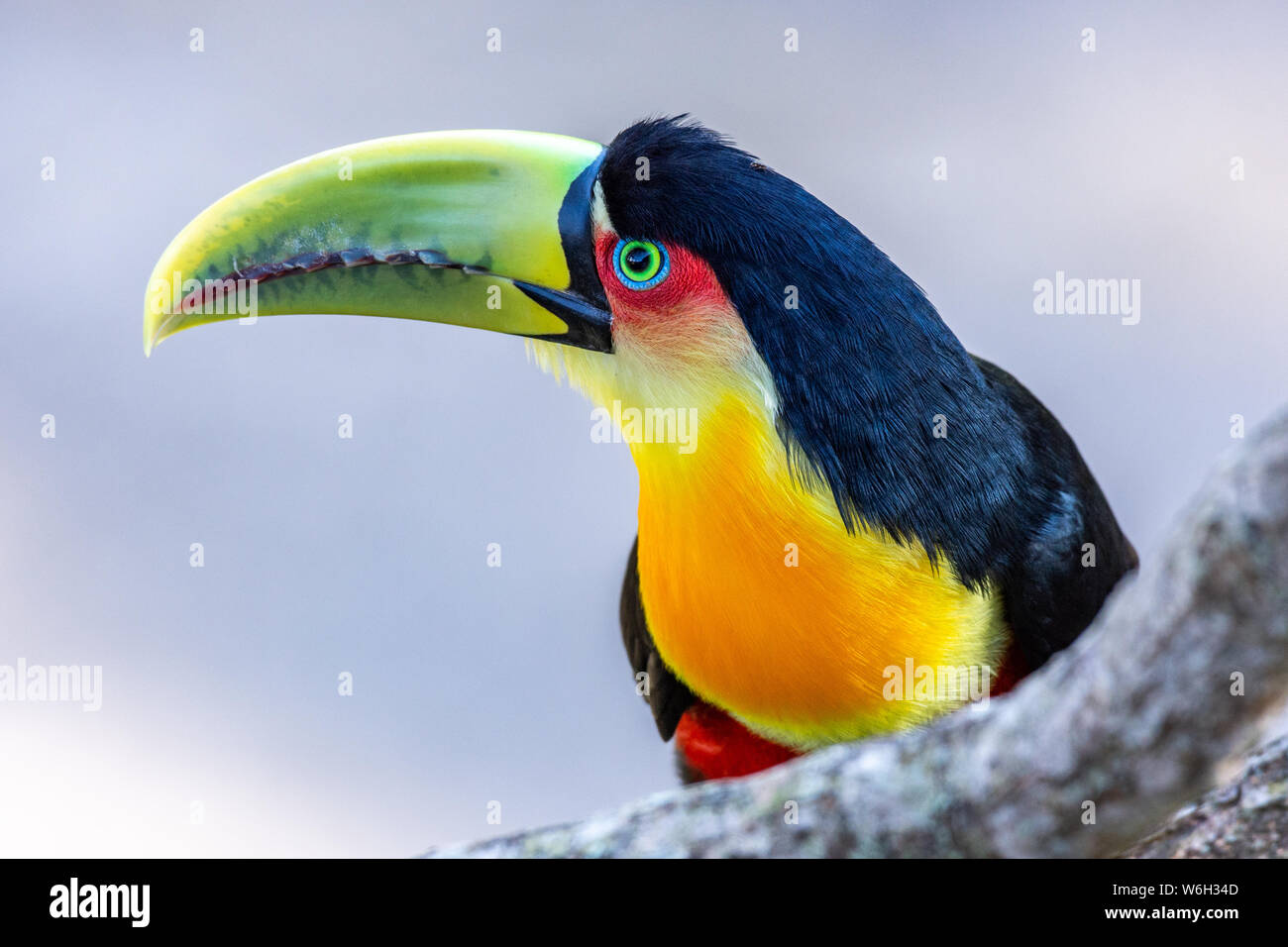 Die itatiaia Nationalpark ist eine Brasilianische Erhaltung der Integral Naturschutz im itatiaia Massivs Mantiqueira befindet sich in der Bergkette zwischen den Staaten von Rio de Janei Stockfoto