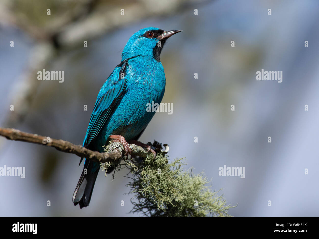 Die itatiaia Nationalpark ist eine Brasilianische Erhaltung der Integral Naturschutz im itatiaia Massivs Mantiqueira befindet sich in der Bergkette zwischen den Staaten von Rio de Janei Stockfoto