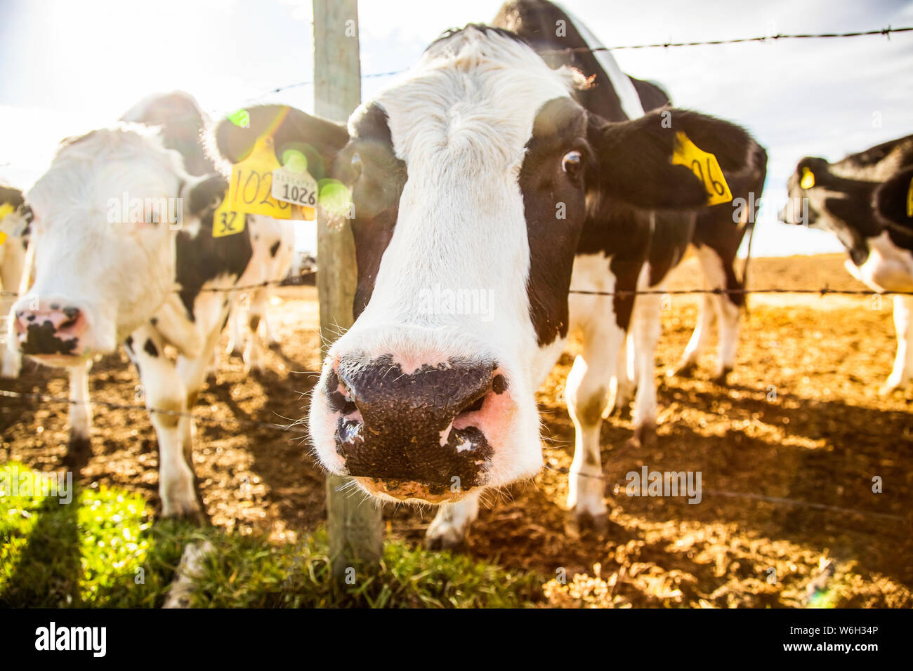 Zwei Holstein-Kühe, die an einem Stacheldrahtzaun stehen und neugierig auf die Kamera mit Identifikationsschildern in den Ohren eines robotischen Milchviehbetriebs blicken, noch... Stockfoto