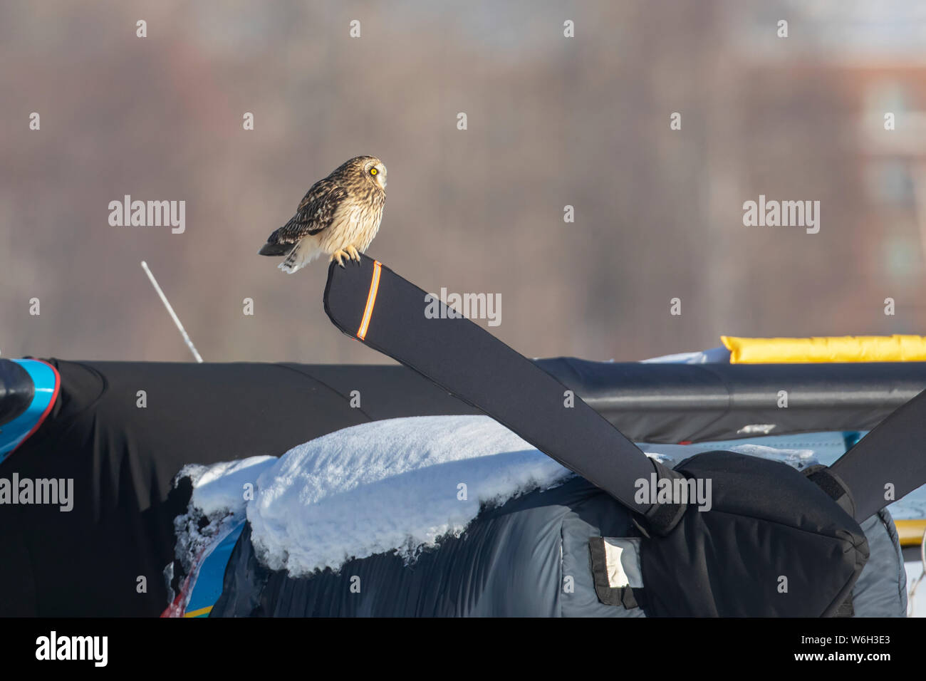 Sumpfohreule (Asio Flammeus) sitzt auf der überdachten Schiffsschraube mit einem Flugzeug in Lake Hood, South-central Alaska Stockfoto