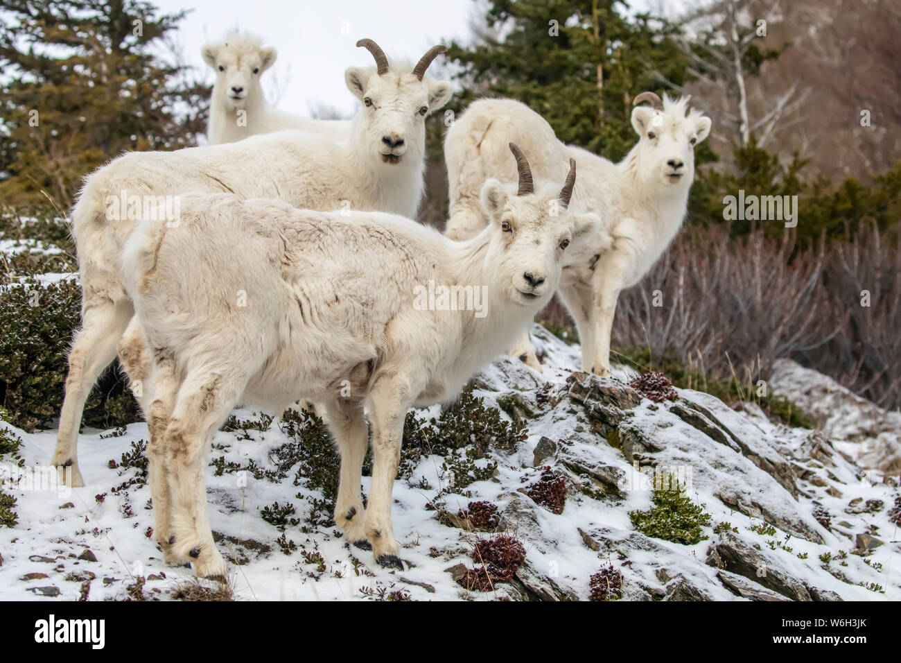 Eine Bande von Dall Schafen und Lamm (Ovis dalli) schauen im Winter von ihrem felsigen Hang in den Chugach Mountains südlich von Anchorage aus mit einer Kamera ... Stockfoto