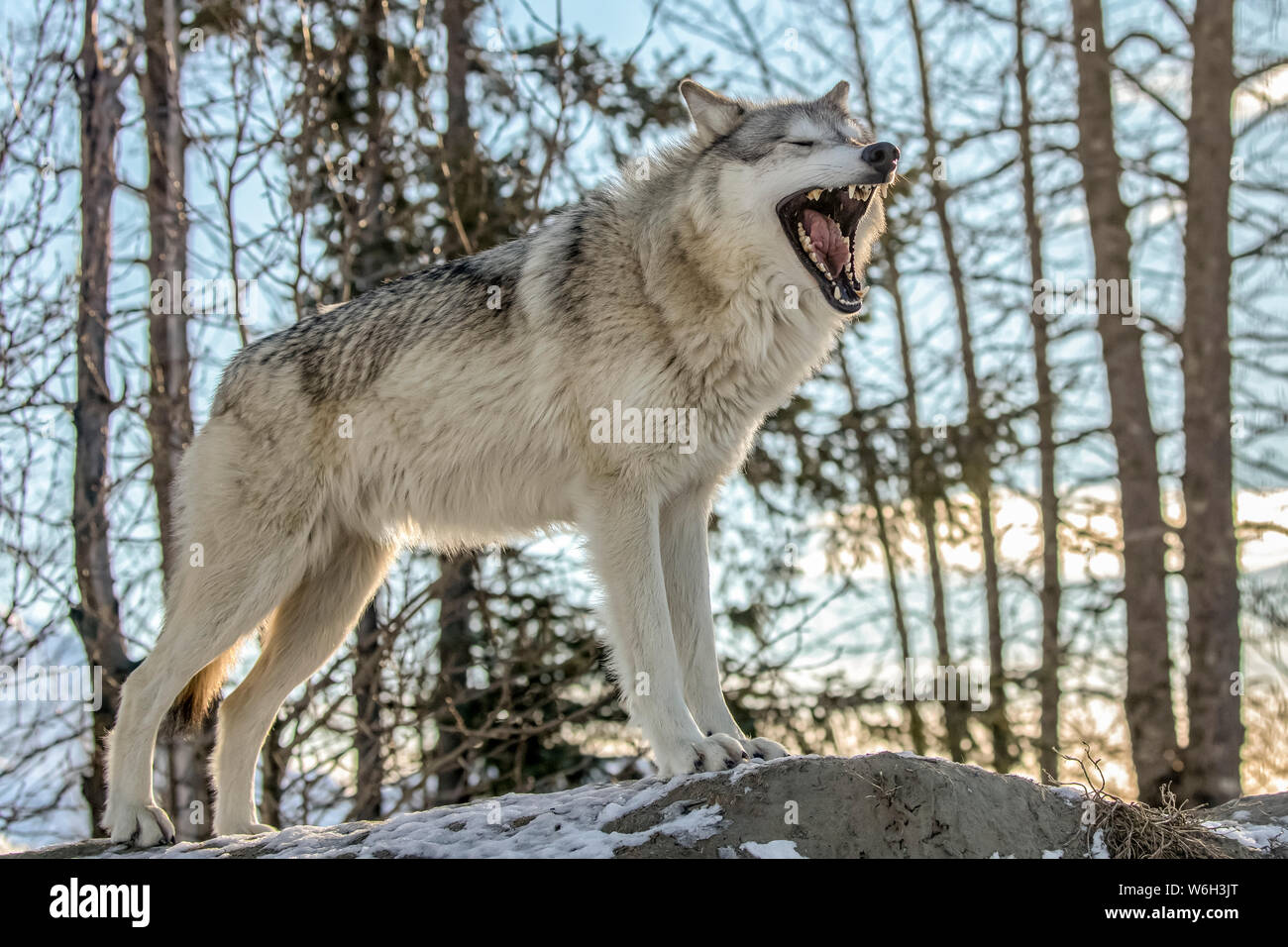 Ein grauer Wolf (Canis lupus) Weibchen gähnt, während er ein gutes Wolfsprofil zeigt, gefangen im Alaska Wildlife Conservation Center, Süd-Zentral Alaska ... Stockfoto