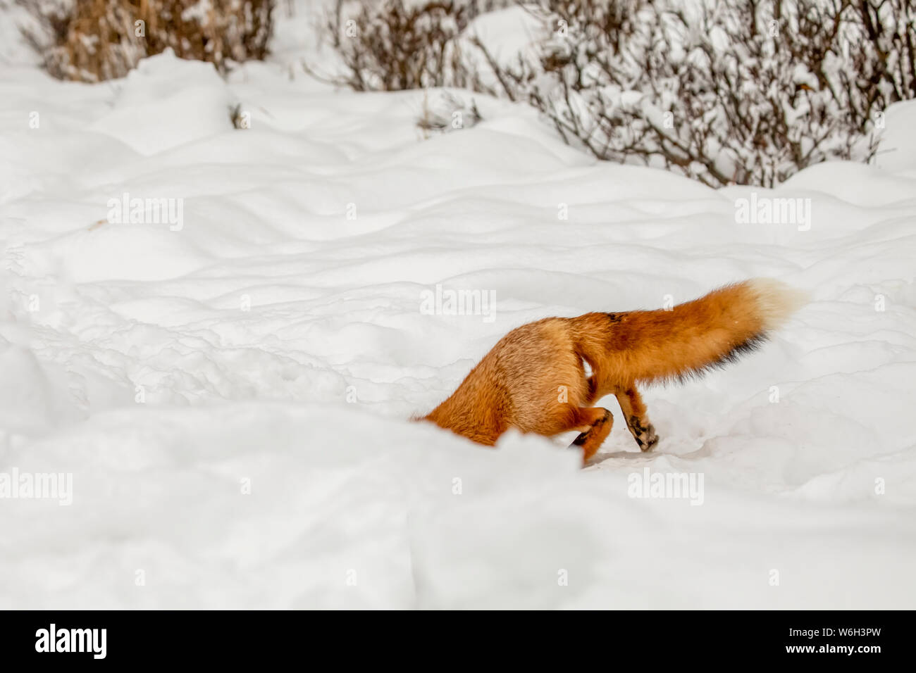 Rotfuchs (Vulpes vulpes) durchzieht im Winter die Campbell Creek Gegend auf der Suche nach Nagetieren und anderem Futter. Fox ist hier in ein Loch einzutreten, das ... Stockfoto