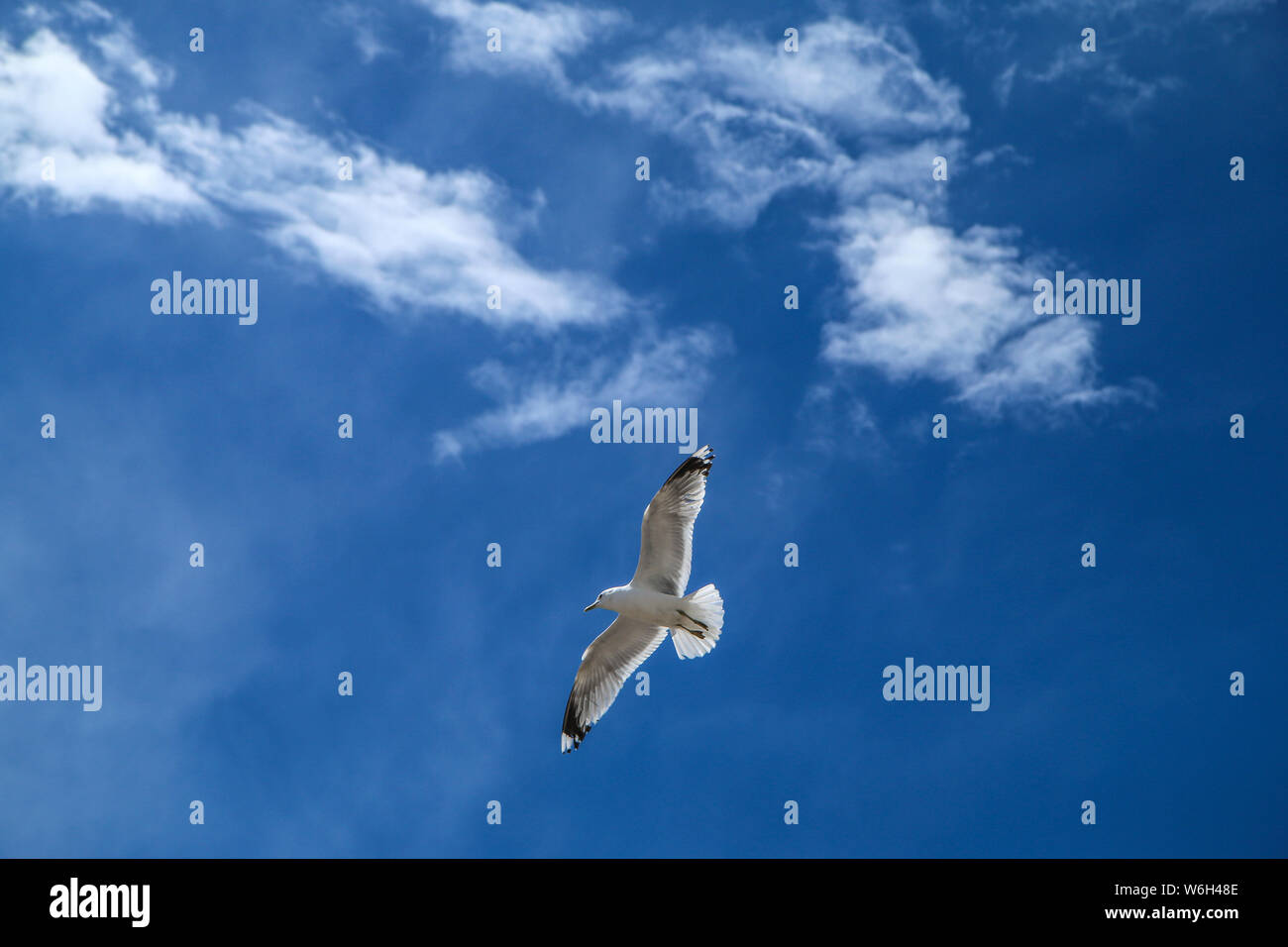 Die Möwen fliegen auf einem klaren Himmel über den Dächern und Köpfe von Menschen in Helsinki. Sie sind neugierig und frech. Aber auch schön. Stockfoto