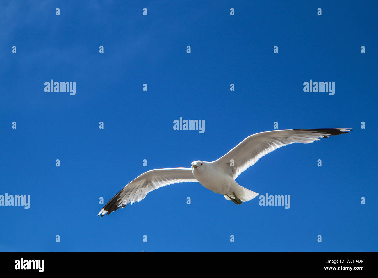 Die Möwen fliegen auf einem klaren Himmel über den Dächern und Köpfe von Menschen in Helsinki. Sie sind neugierig und frech. Aber auch schön. Stockfoto