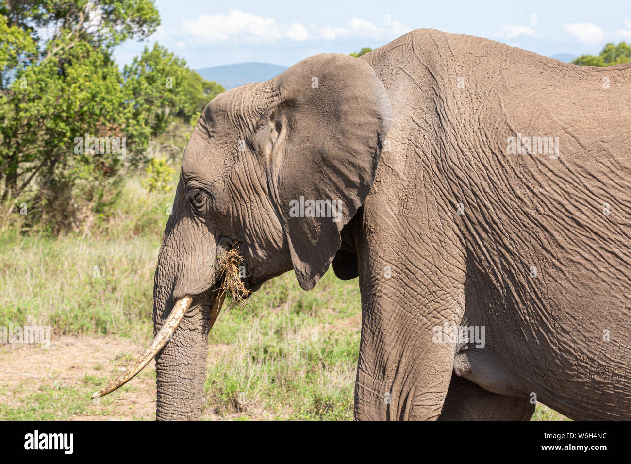 Close-up Farbfoto der Leiter des einzigen Elefanten Erwachsener im Profil, auf Ol Pejeta Conservancy, Kenia. Stockfoto