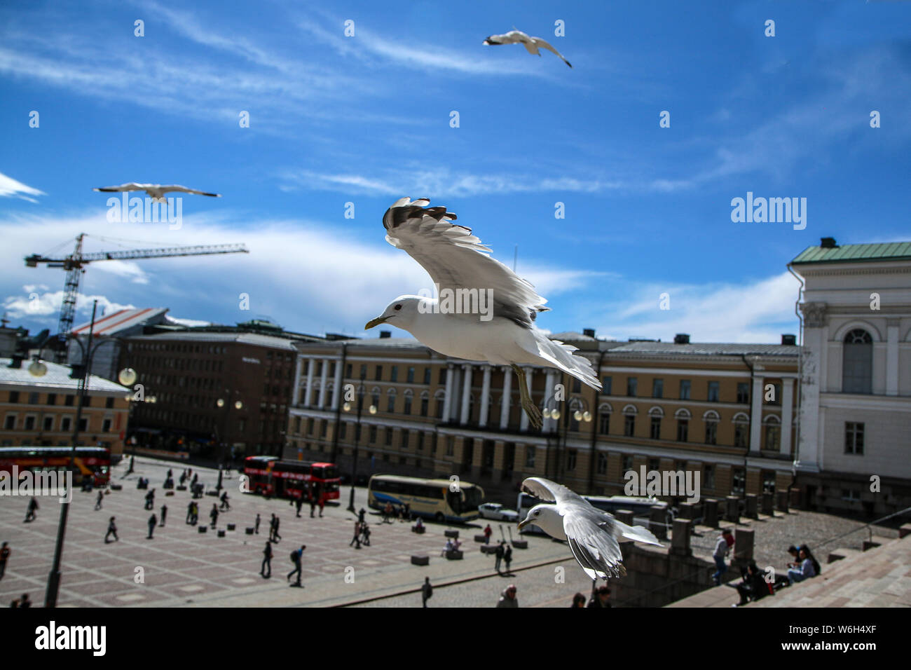 Die Möwen fliegen auf einem klaren Himmel über den Dächern und Köpfe von Menschen in Helsinki. Sie sind neugierig und frech. Aber auch schön. Stockfoto
