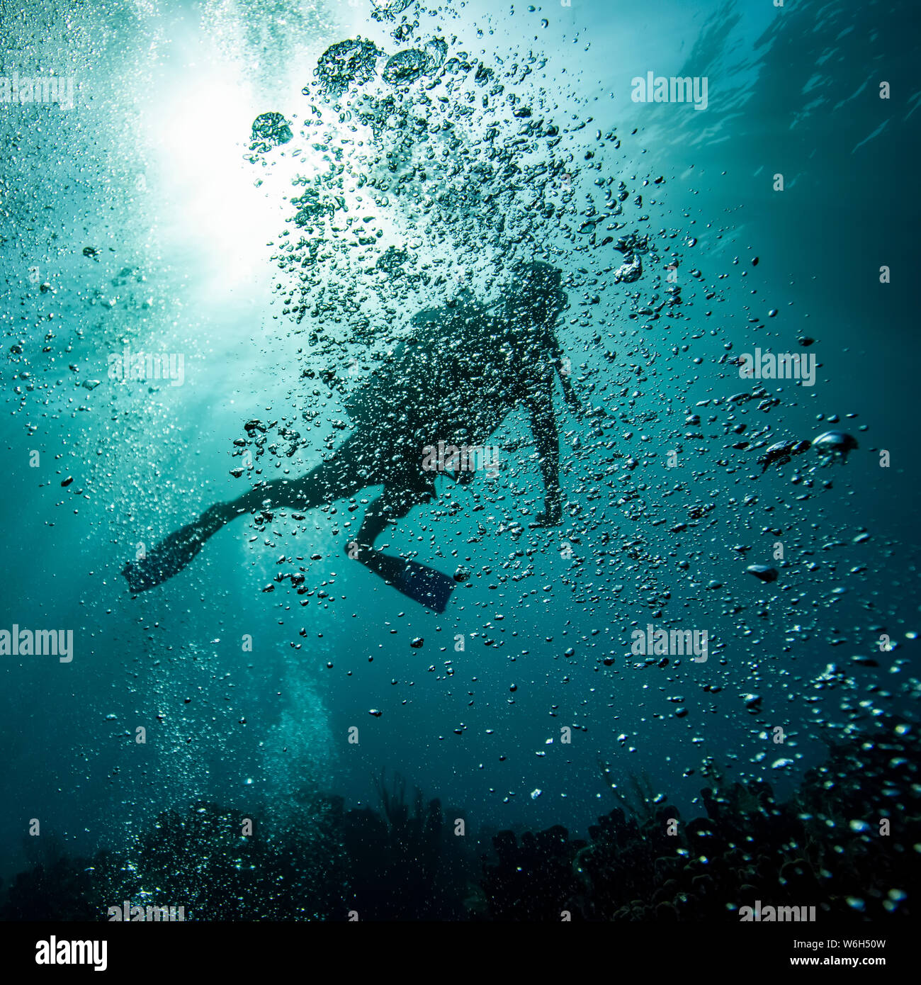 Scuba Diver verdeckt von seifenblasen Unterwasserwelt am Tauchplatz blauen Kanal, Roatan Marine Park, Bay Islands, Honduras Stockfoto
