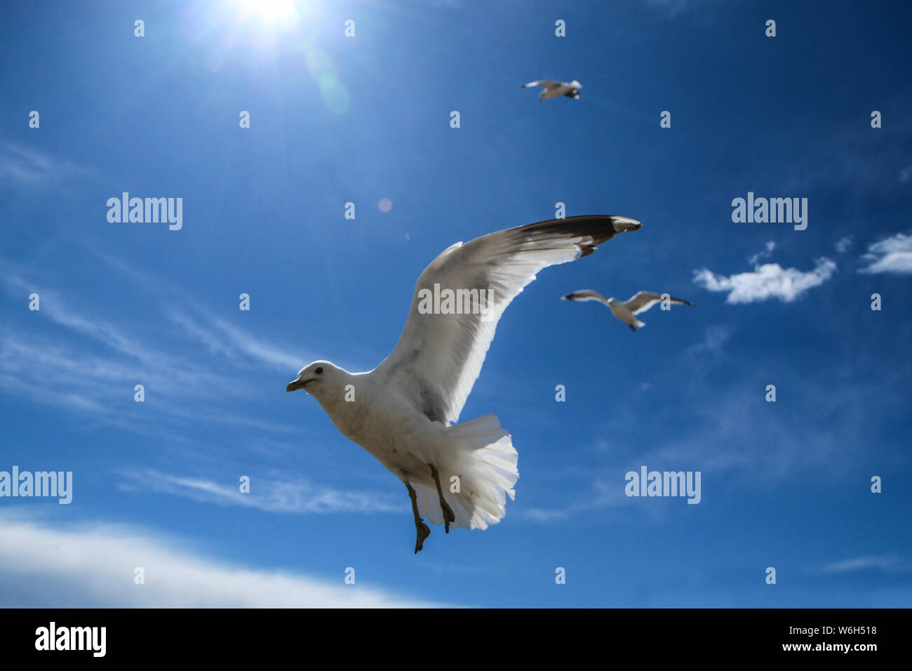 Die Möwen fliegen auf einem klaren Himmel über den Dächern und Köpfe von Menschen in Helsinki. Sie sind neugierig und frech. Aber auch schön. Stockfoto