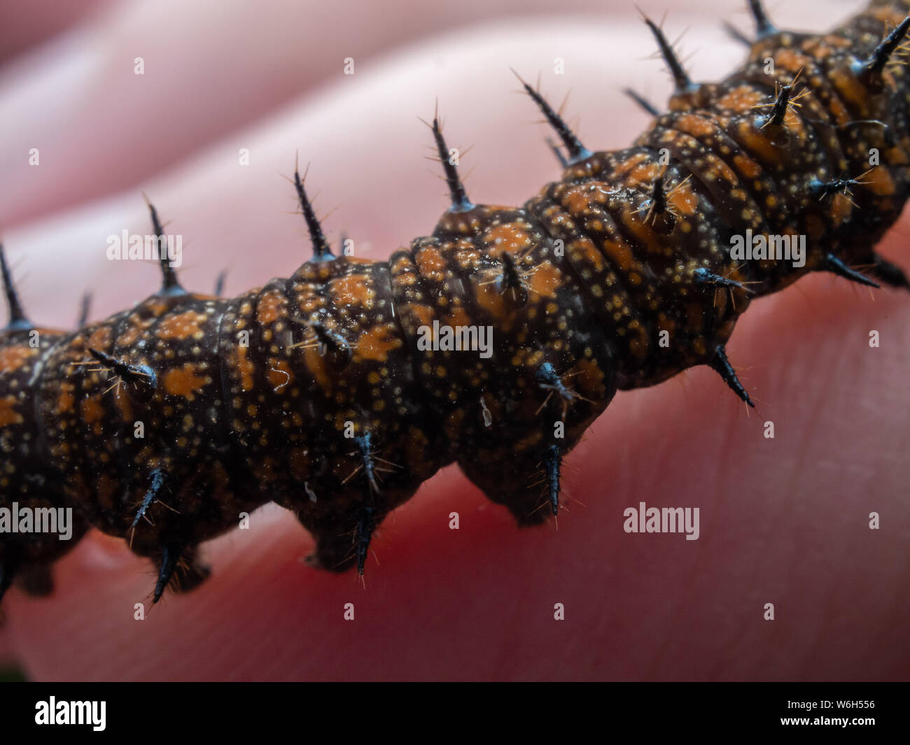 Detaillierte Nahaufnahme eines Dione juno auf der Hand, durch eine tachinidae Fliege, Tier in einem Garten in Brasilien gefunden parasited Stockfoto