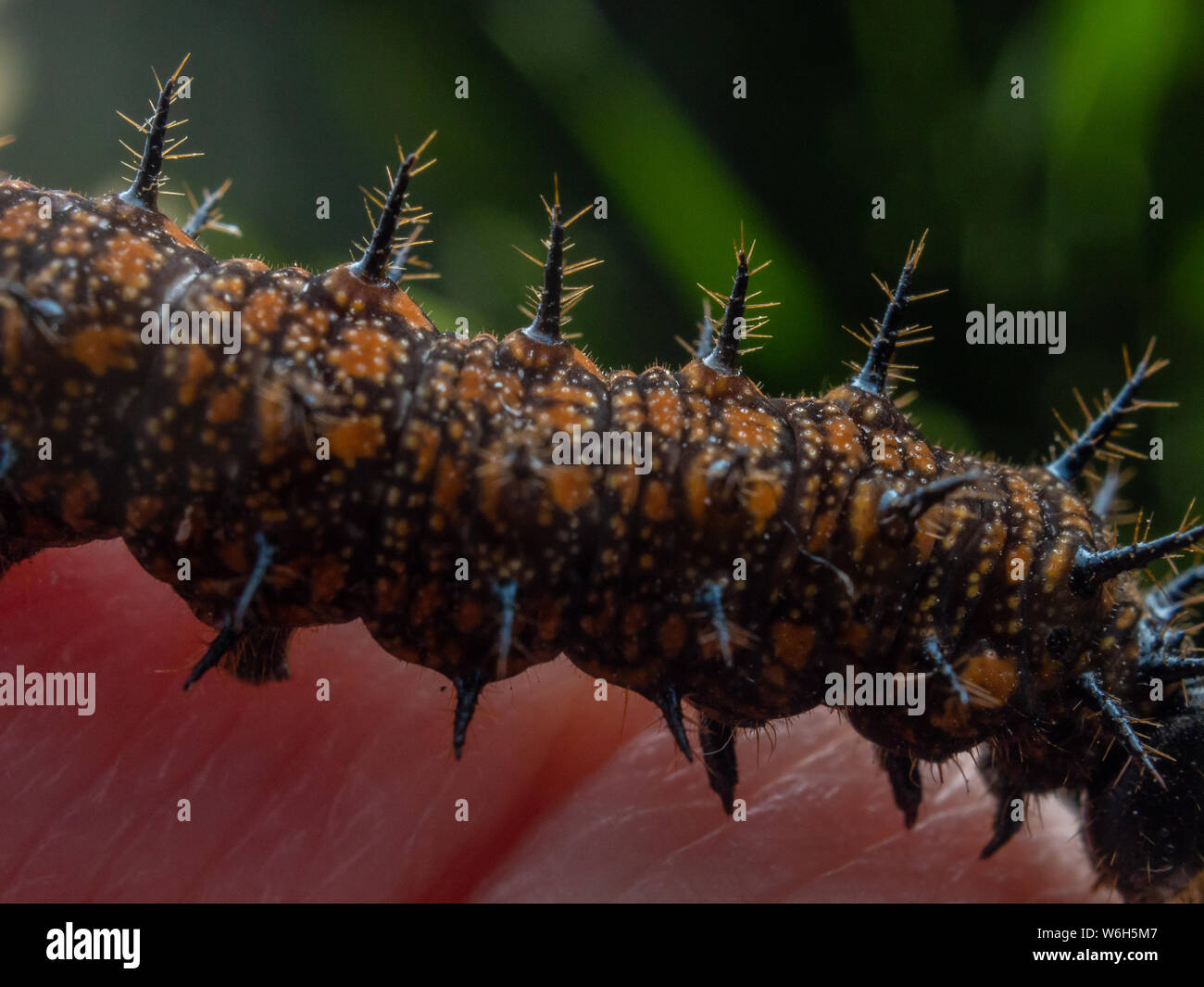 Detaillierte Nahaufnahme eines Dione juno auf der Hand, durch eine tachinidae Fliege, Tier in einem Garten in Brasilien gefunden parasited Stockfoto