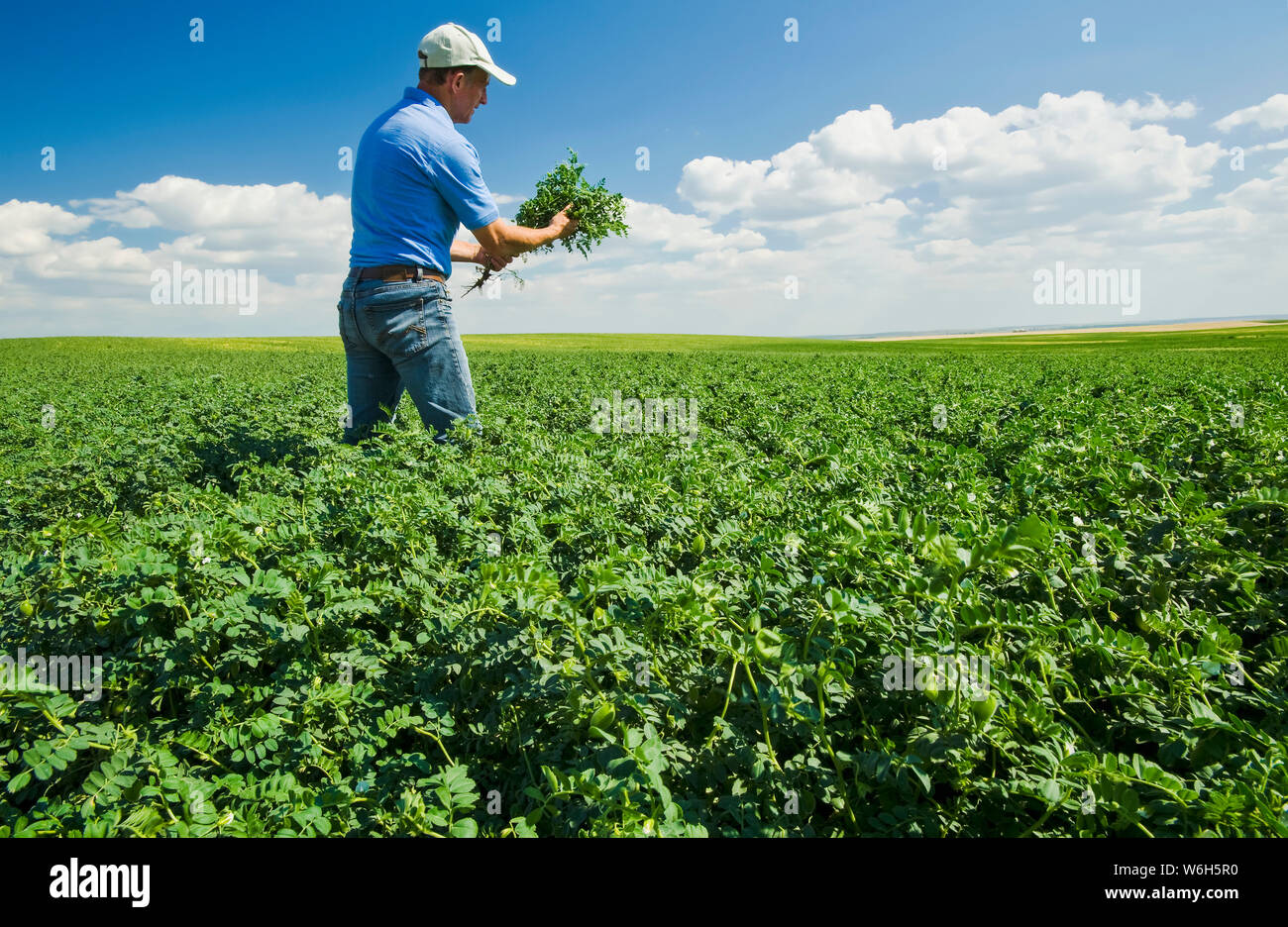 Ein Landwirt blickt auf ein mittelwuchtiges Kichererbsen-Feld, in der Nähe von Kincaid; Saskatchewan, Kanada Stockfoto