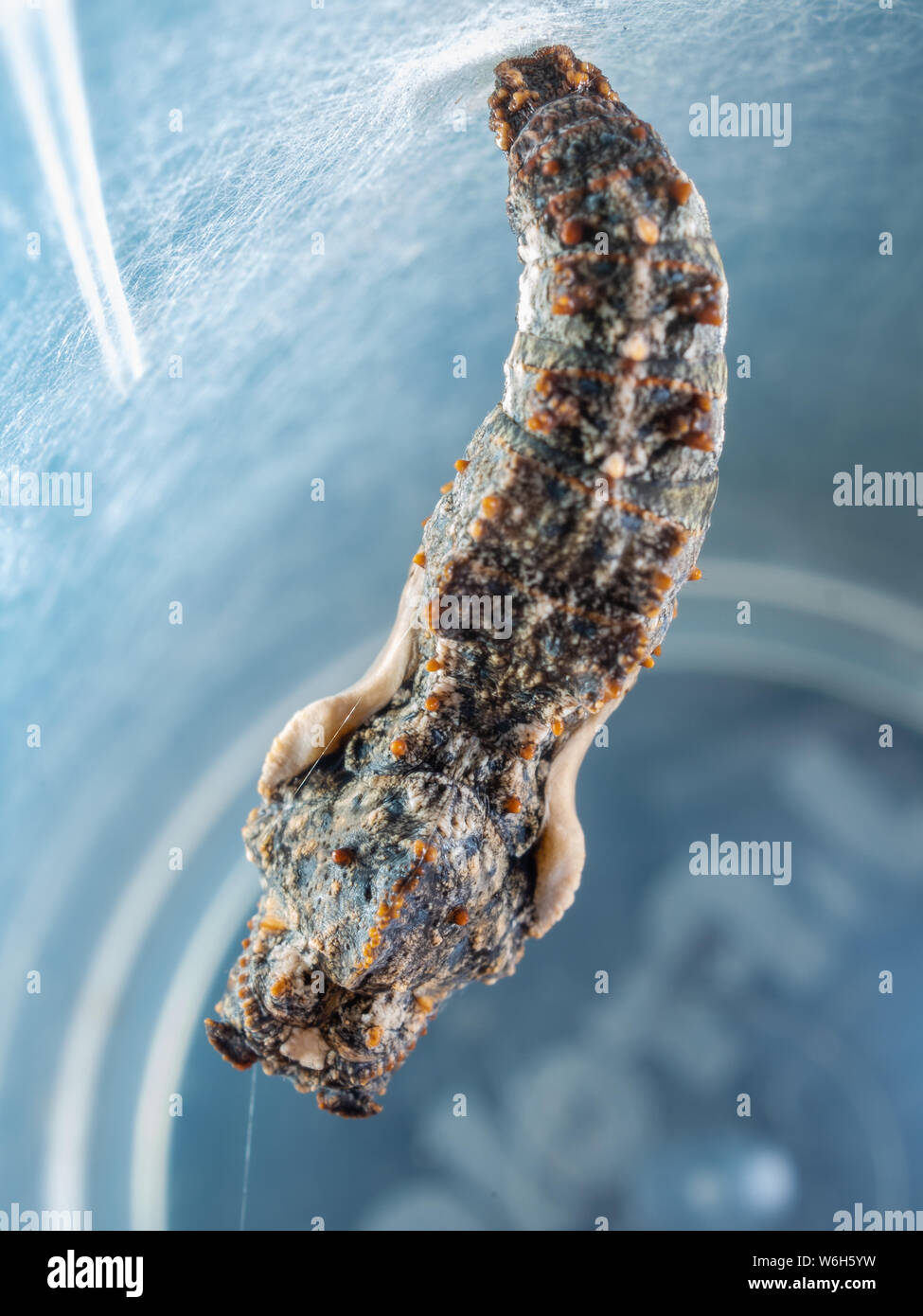 Extreme Makro einer Schmetterling Puppe in einem Plastikbecher, Arten aus einem Garten in Brasilien Stockfoto