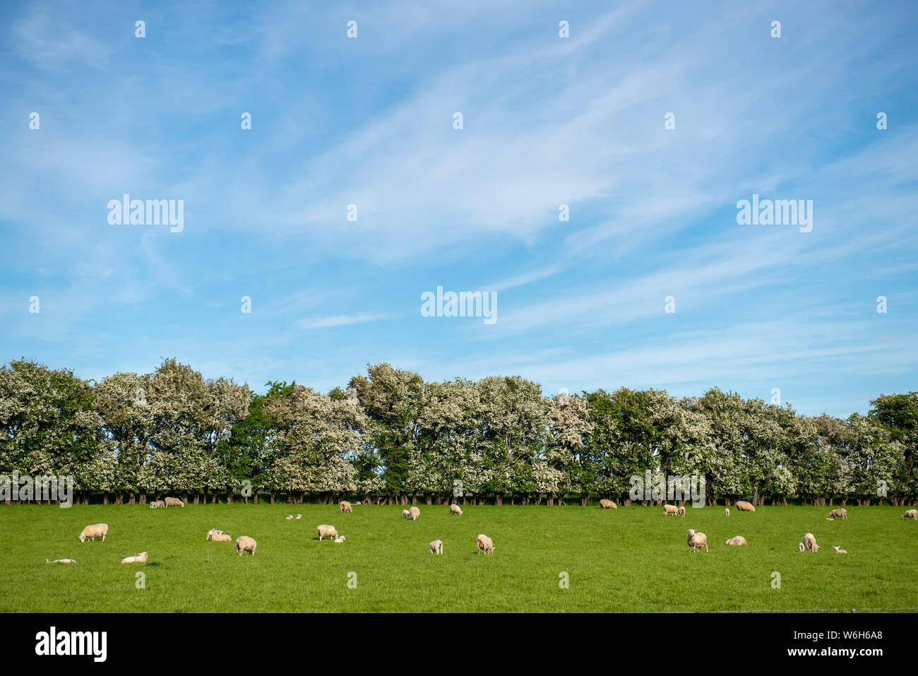 Schafe weiden in einem üppigen Weide; Gore, Südinsel, Neuseeland Stockfoto