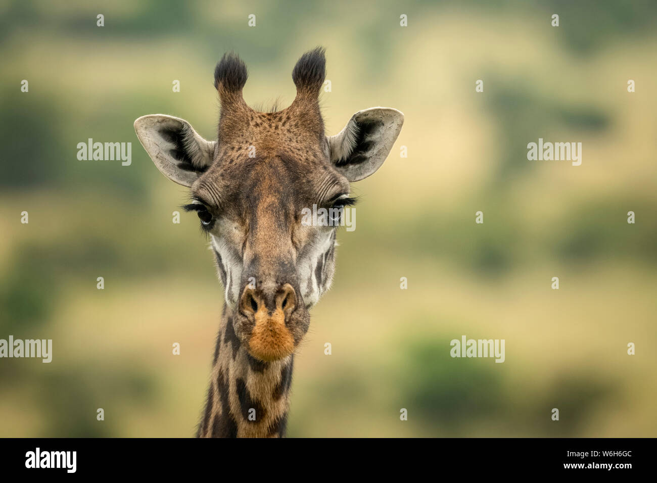 Nahaufnahme der Masai Giraffe (Giraffa Camelopardalis tippelskirchii) Kopf in der Savanne, Serengeti National Park, Tansania Stockfoto