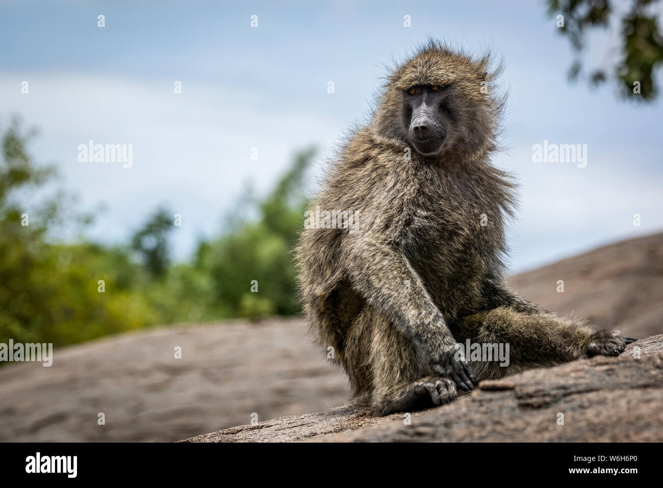 Olive baboon (papio Anubis) sitzt auf Felsen drehen Kopf, Serengeti National Park, Tansania Stockfoto