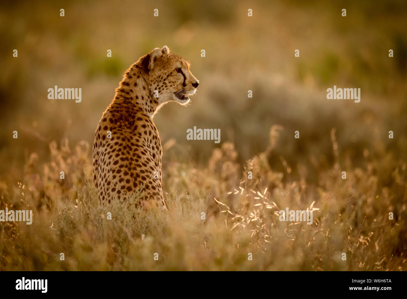 Weiblichen Geparden (Acinonyx jubatu) sitzt im Gras nach rechts, Serengeti National Park, Tansania Stockfoto