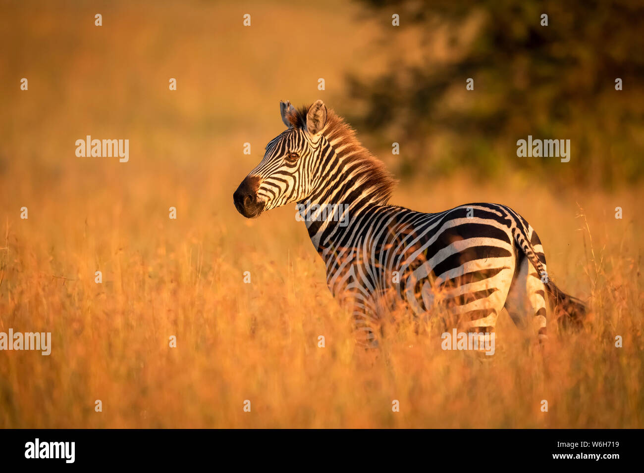 Ebenen Zebras (Equus quagga) im Gras beobachten Kamera steht, Serengeti National Park, Tansania Stockfoto
