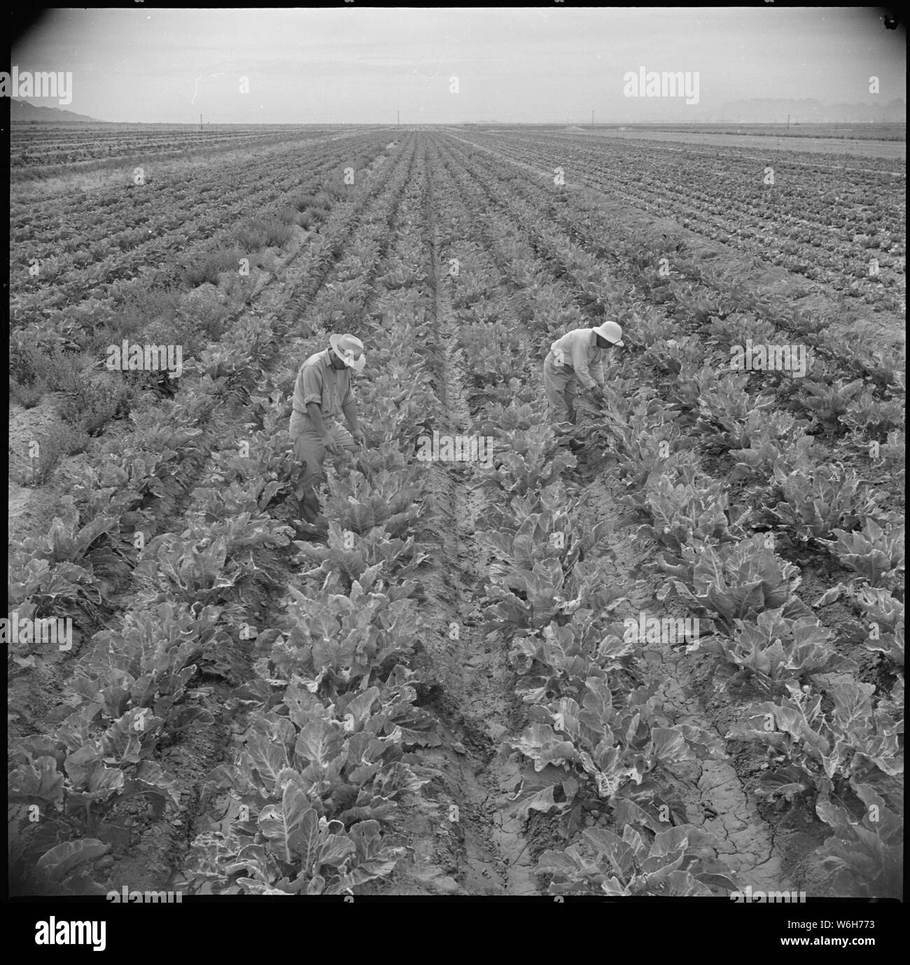 Gila River Relocation Center, Flüsse, Arizona. Eine Ansicht von Blumenkohl, die für Ihre angebaut wird. . .; Umfang und Inhalt: Der vollständige Titel für dieses Foto lautet: Gila River Relocation Center, Flüsse, Arizona. Eine Ansicht von Blumenkohl, die für ihren Samen angebaut wird. Die meisten Blumenkohl Samen kamen aus Dänemark, aber seit dem Krieg, dass die Stromversorgung unterbrochen wurde. Eine sehr kleine Menge in Kalifornien und Colorado gewachsen, hat aber noch nie zuvor in Arizona angebaut worden. Es gibt Hinweise darauf, dass das Experiment erfolgreich sein werden. Letztes Jahr Blumenkohl Saatgut verkauft für 45 $ pro Pfund, und es wird erwartet, zu verkaufen. Stockfoto