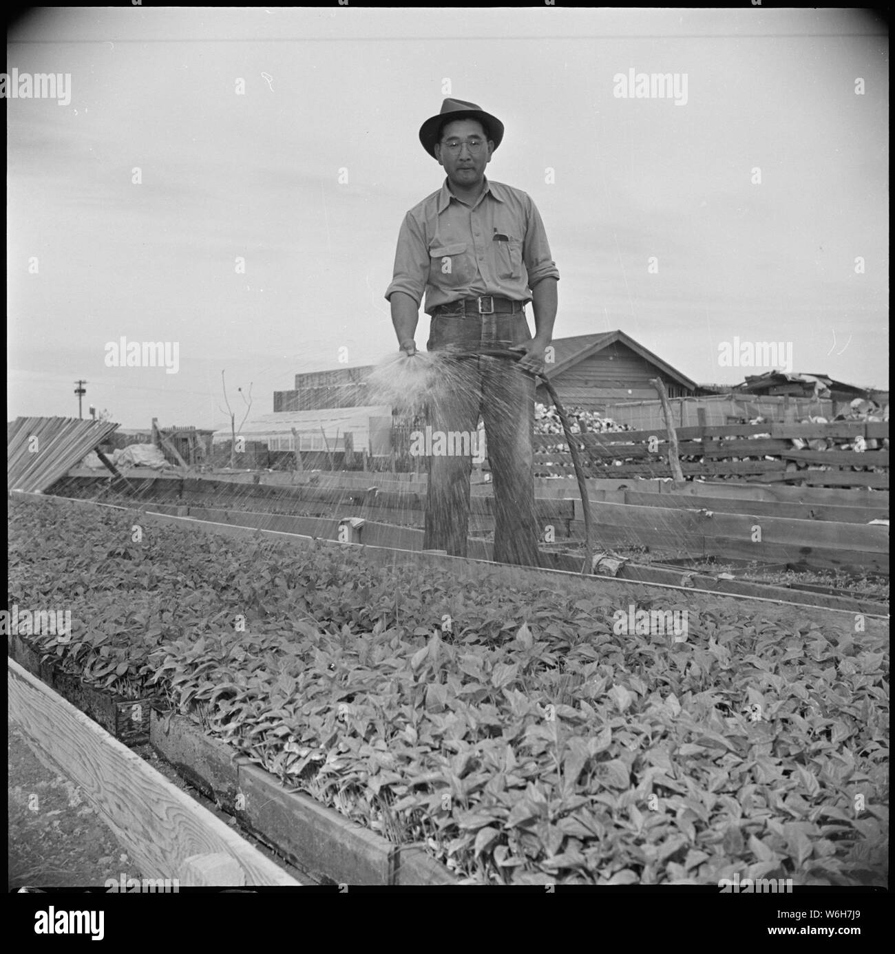 Gila River Relocation Center, Flüsse, Arizona. Kelly hat Ishimoto, ehemaliger Bauer aus Del Rey, Californ. . .; Umfang und Inhalt: Der vollständige Titel für dieses Foto lautet: Gila River Relocation Center, Flüsse, Arizona. Kelly hat Ishimoto, ehemaliger Bauer aus Del Rey, Kalifornien, Wasser zwei Monate alt Paprika Pflanzen, die bald für das Verpflanzen auf der Farm hier fertig sein wird. Kelly ist ein Bauer mit 20 Jahren Erfahrung in der LKW-Gemüse, und einen 36 Hektar großen Bauernhof bei Del Rey. Stockfoto