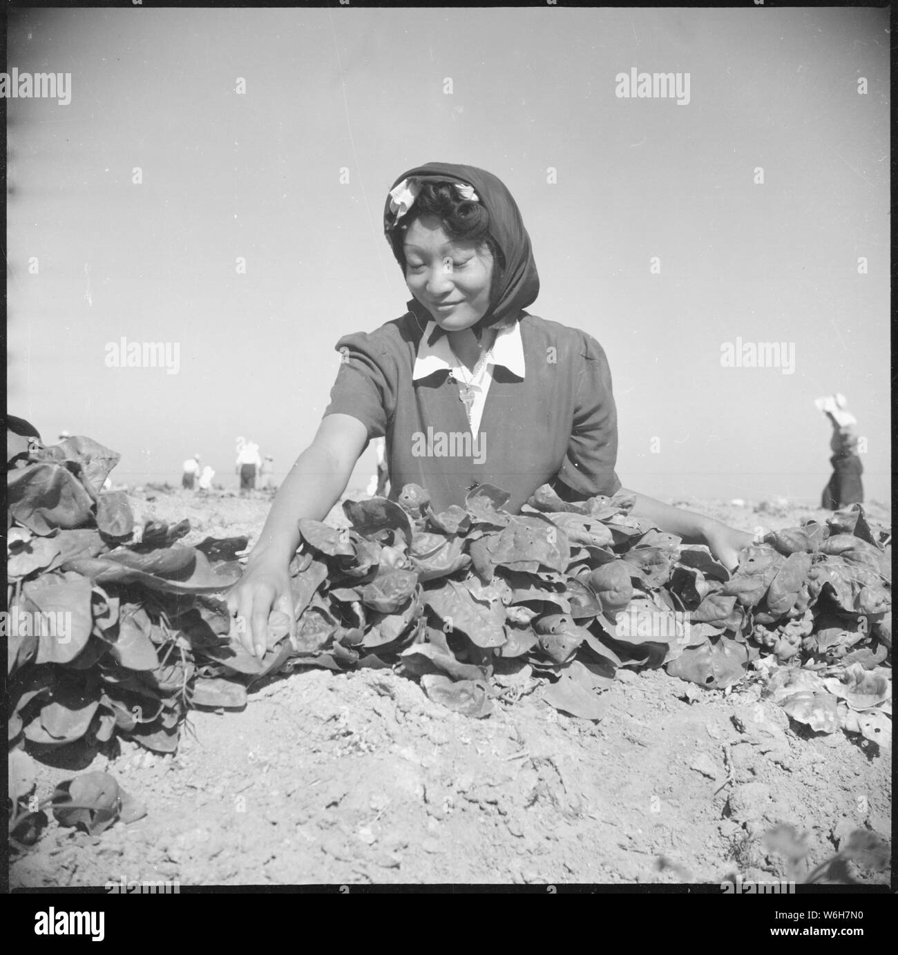 Gila River Relocation Center, Flüsse, Arizona. Momayo Yamamoto im Spinat Ernte Feld bei t. . .; Umfang und Inhalt: Der vollständige Titel für dieses Foto lautet: Gila River Relocation Center, Flüsse, Arizona. Momayo Yamamoto im Spinat Ernte Feld an diesem Relocation Center. Stockfoto