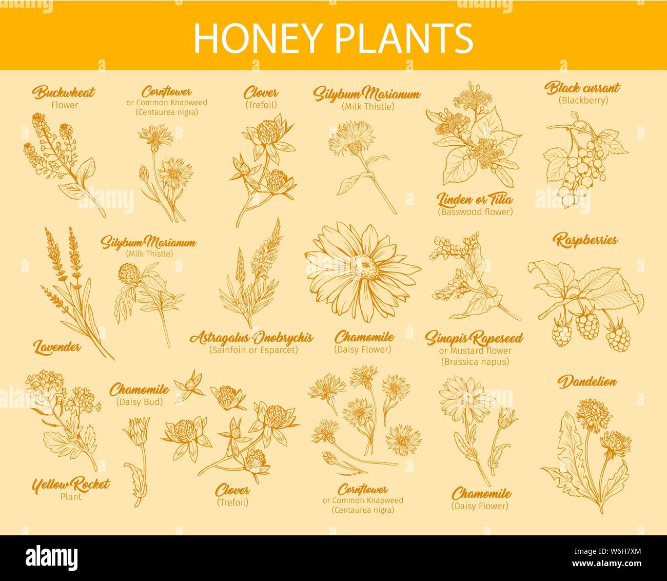 Blühende Blumen Poster freie Hand Illustrationen. Honig Pflanzen mit Titeln gelb Cliparts. Botanische Skizzen mit Kalligraphie. Monochrome floral Stock Vektor