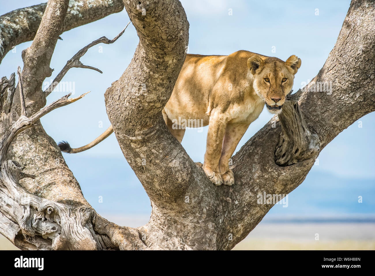 Erwachsene Löwin (Panthera leo) starrt von einem Baum im Serengeti Nationalpark; Tansania Stockfoto