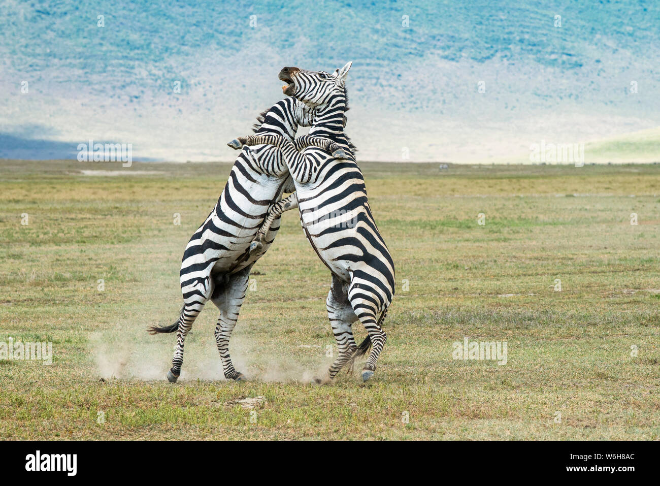 Ein Paar Zebrahengste (Equus grevyi) erheben sich auf Hinterfüßen, um sich gegenseitig zu stechen und zu beißen, während sie auf dem Boden des Ngorongoro Kraters, Ngorongoro Co... Stockfoto