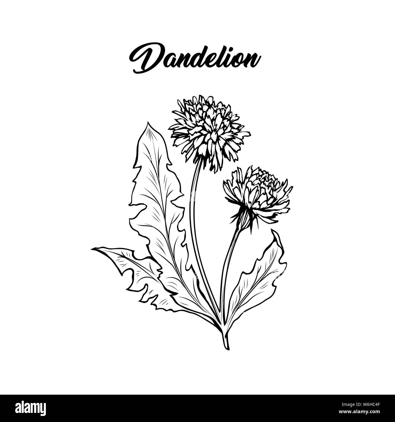 Blühende Löwenzahn freehand Vector Illustration. Feder Honig Pflanze, wildflower skizzieren. Fragile Sommerblume, Taraxacum Blätter und Blüten monochrom Stock Vektor