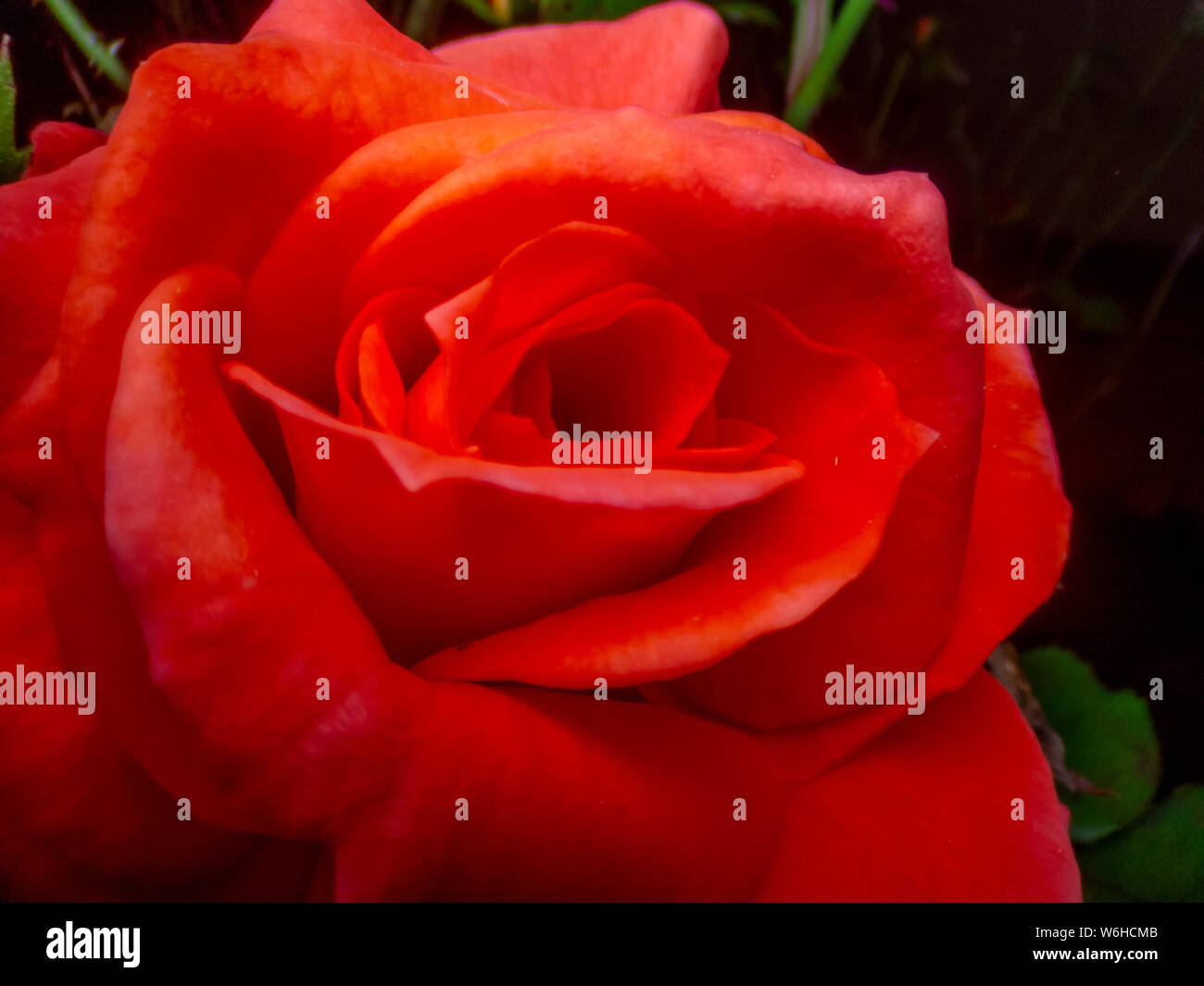 Extreme close-up, in dem Details der Rosebud Stockfoto