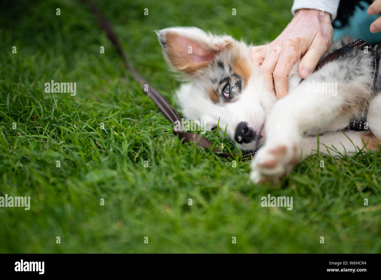 Border-Collie-Welpen Stockfoto