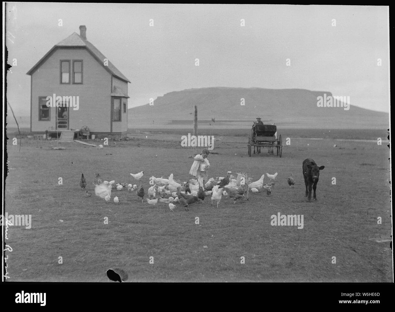 Hancock Homestead. Siedler von Benson, Minn. Kleines Mädchen Fütterung Hühner gegen den Hintergrund von Haus, buckboard Wagon, und Ridge von Plateau, Sun River, Mont durch Lubkin, 23. Juni 1910 Stockfoto