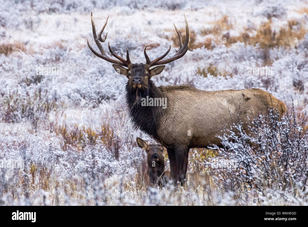Bull elk (Cervus canadensis) mit Kalb; Denver, Colorado, Vereinigte Staaten von Amerika Stockfoto