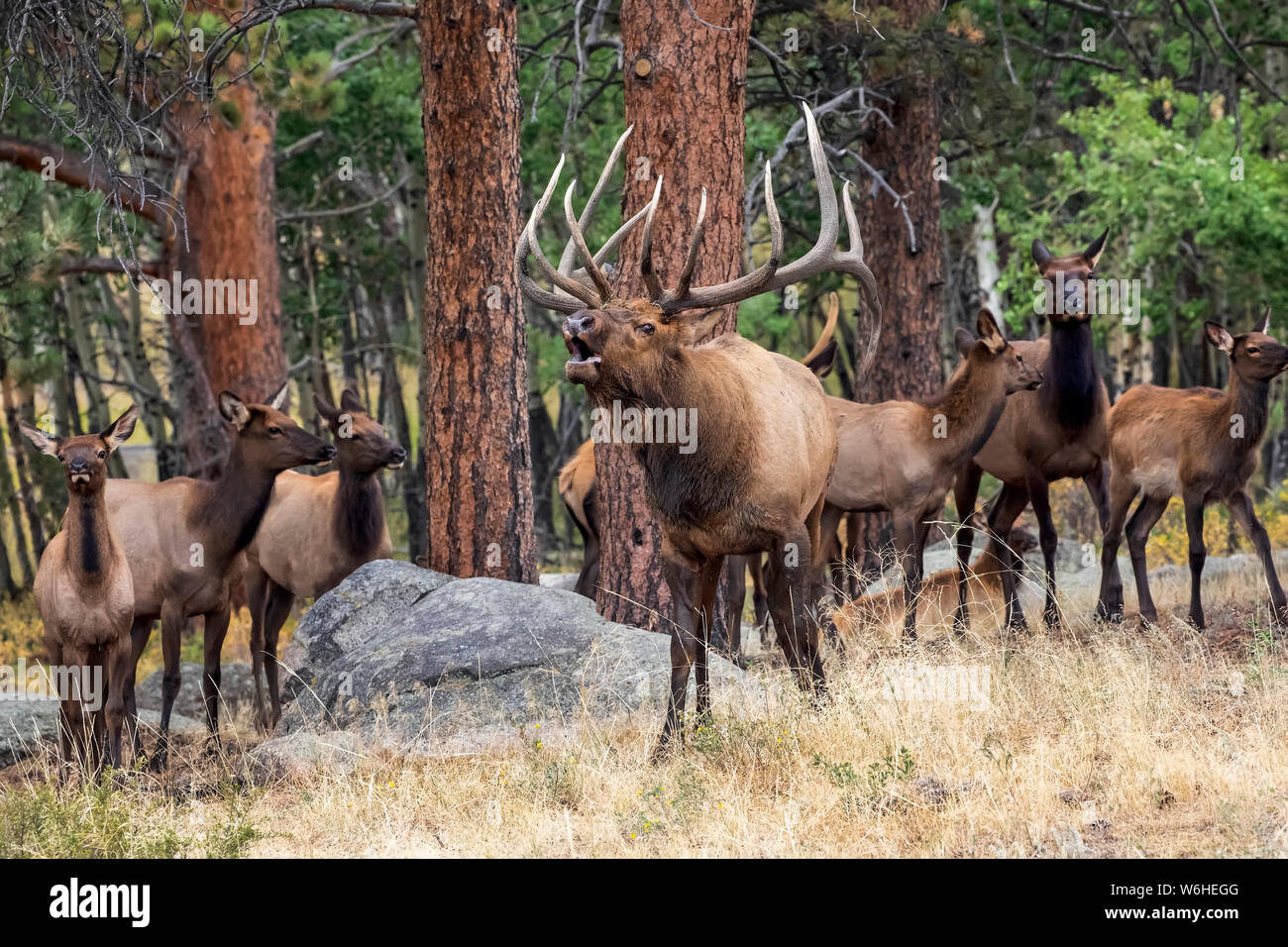 Bull elk (Cervus canadensis) mit Elch Kuh und Kalb; Denver, Colorado, Vereinigte Staaten von Amerika Stockfoto