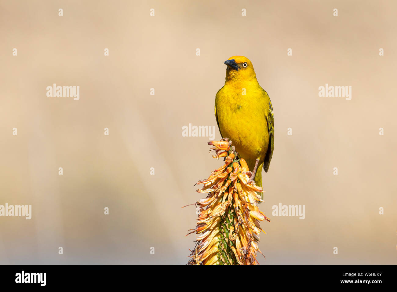 Gelbe Männchen Cape Weaver (Ploceus capensis) thront auf Wind beschädigt Aloe Ferox Blume im Winter, Western Cape, Südafrika Stockfoto