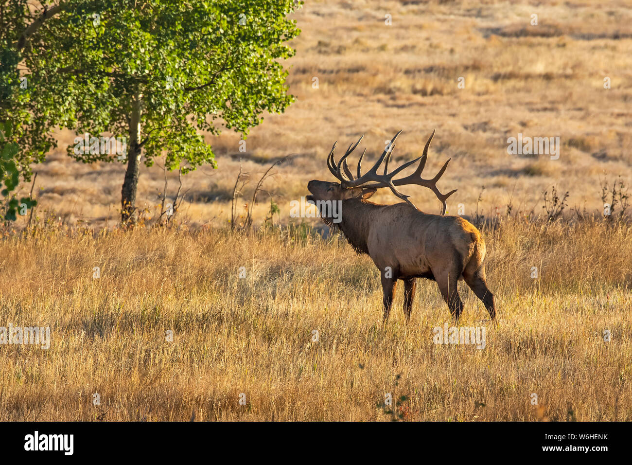 Bull elk (Cervus canadensis); Denver, Colorado, Vereinigten Staaten von Amerika Stockfoto