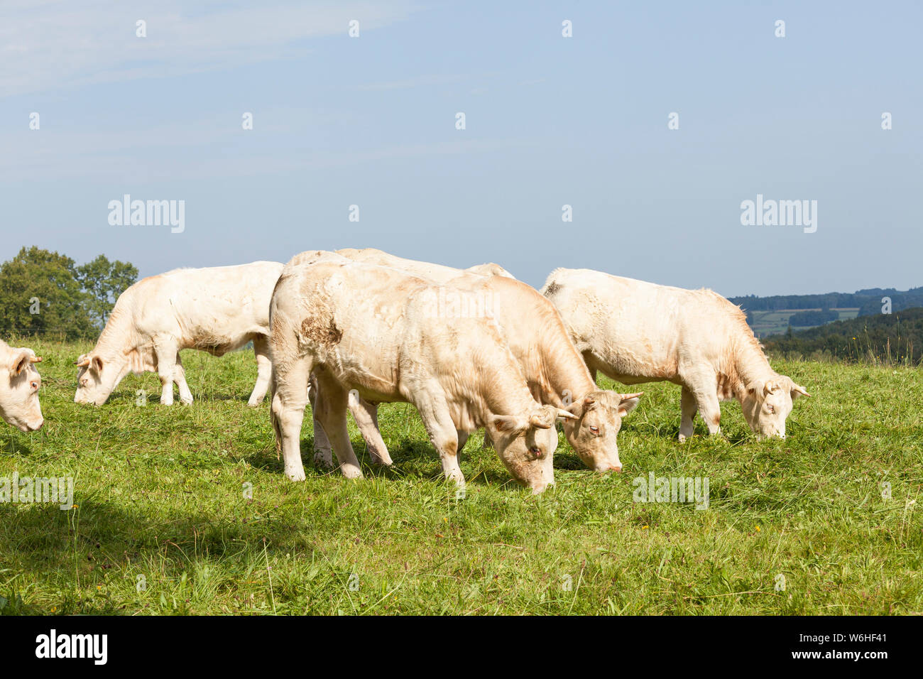 Herde weiß Charolais-rind Kühe grasen in einem Hügel Weide im Frühling auf die Skyline Stockfoto