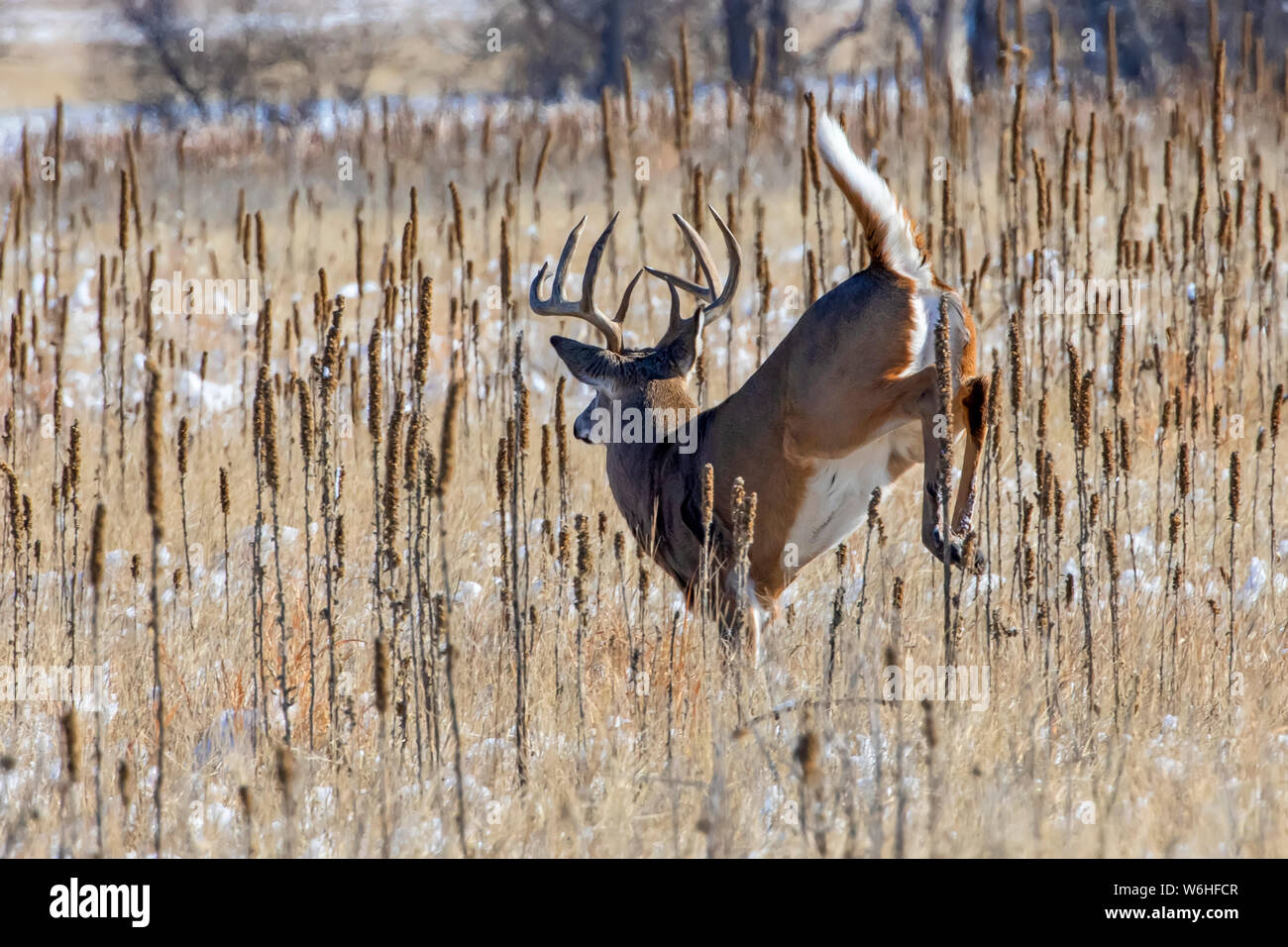 Weißwedelhirsche (Odocoileus virginianus) Buck springen durch ein Feld mit Spuren von Schnee; Denver, Colorado, Vereinigten Staaten von Amerika Stockfoto
