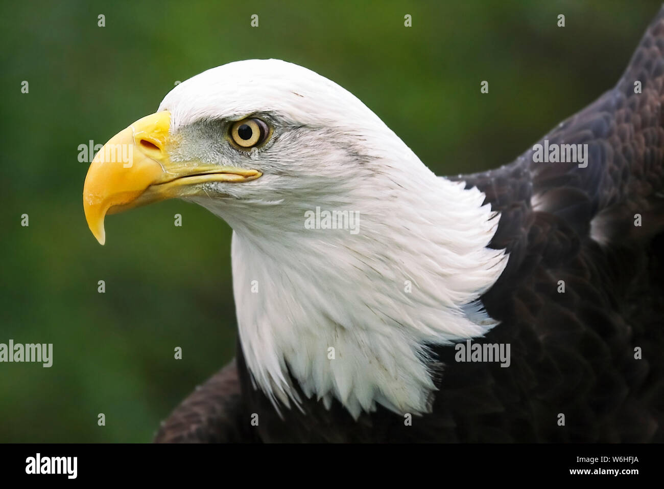 Porträt der Weißkopfseeadler (Haliaeetus leucocephalus); Denver, Colorado, Vereinigten Staaten von Amerika Stockfoto