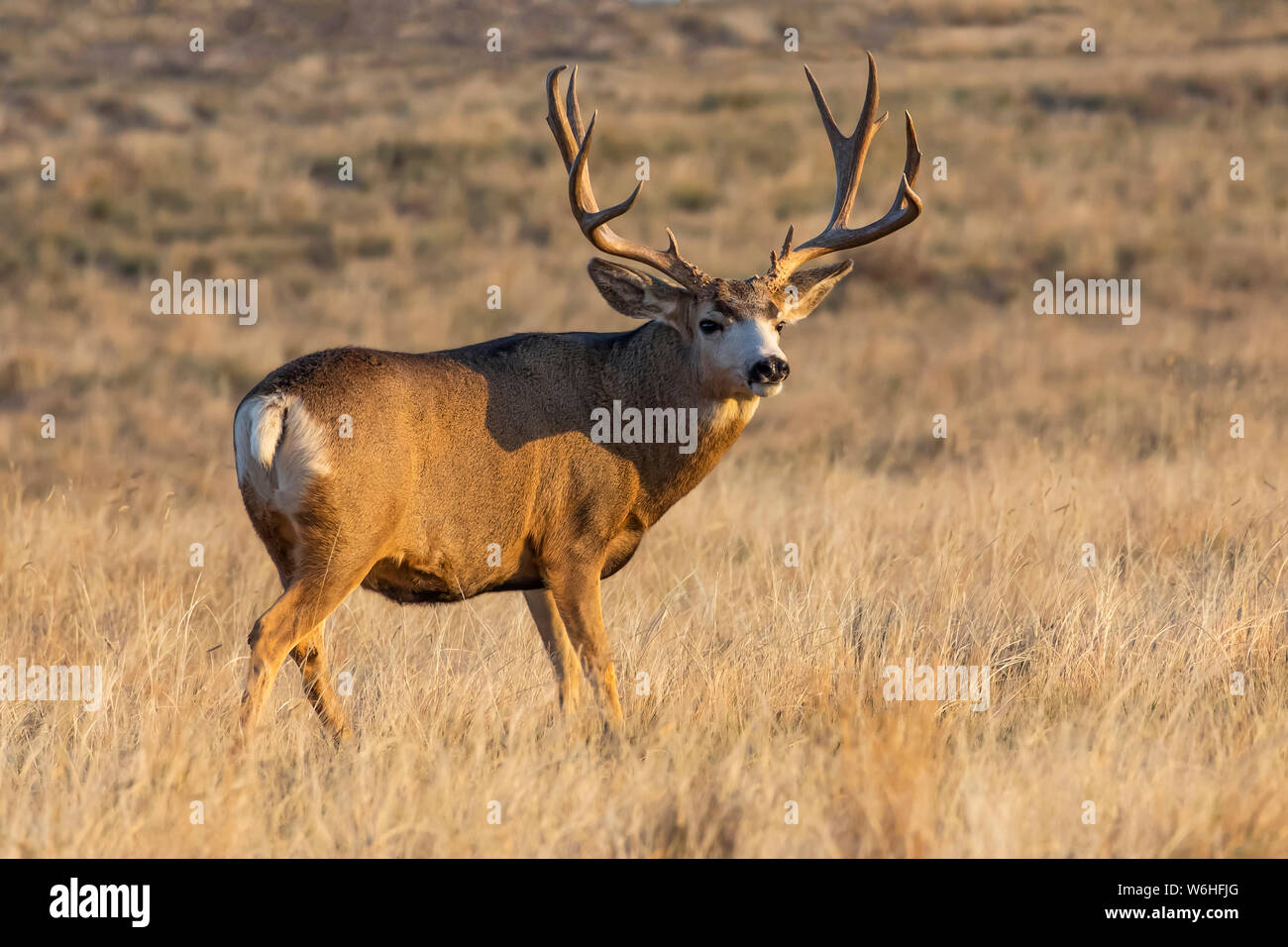 Hirsch (Odocoileus Hemionus) Buck in einer Rasenfläche, Denver, Colorado, Vereinigten Staaten von Amerika Stockfoto