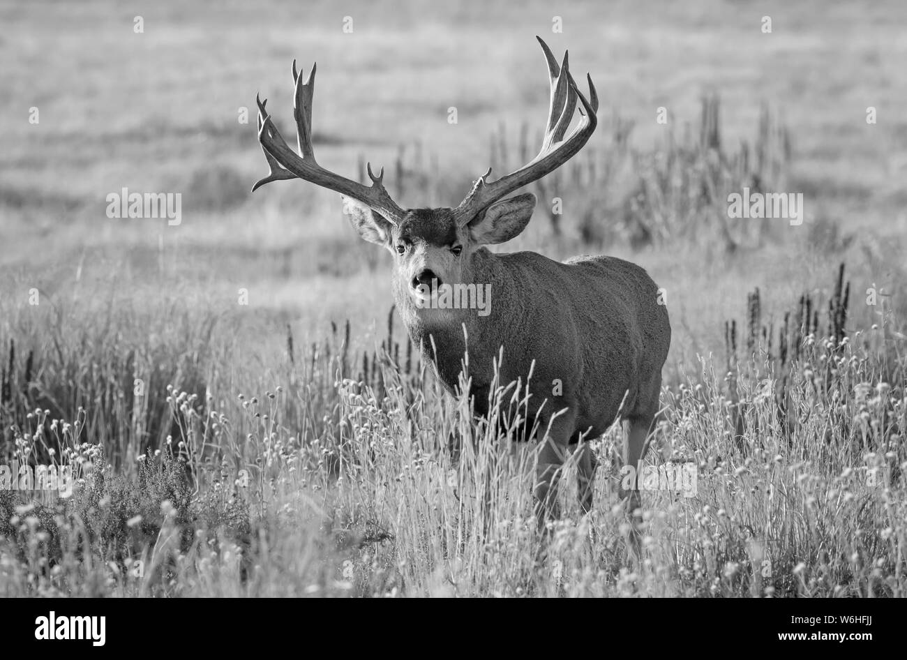 Schwarz-weiß-Bild von einem Hirsch (Odocoileus Hemionus) Buck in einer Rasenfläche, Denver, Colorado, Vereinigten Staaten von Amerika Stockfoto