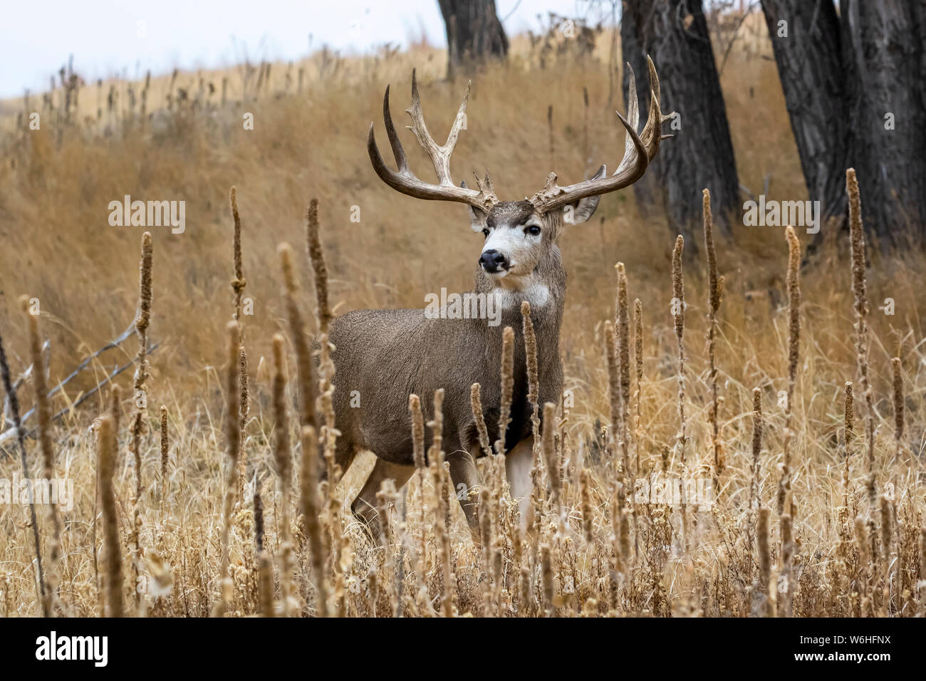 Hirsch (Odocoileus Hemionus) Buck in einer Rasenfläche, Denver, Colorado, Vereinigten Staaten von Amerika Stockfoto
