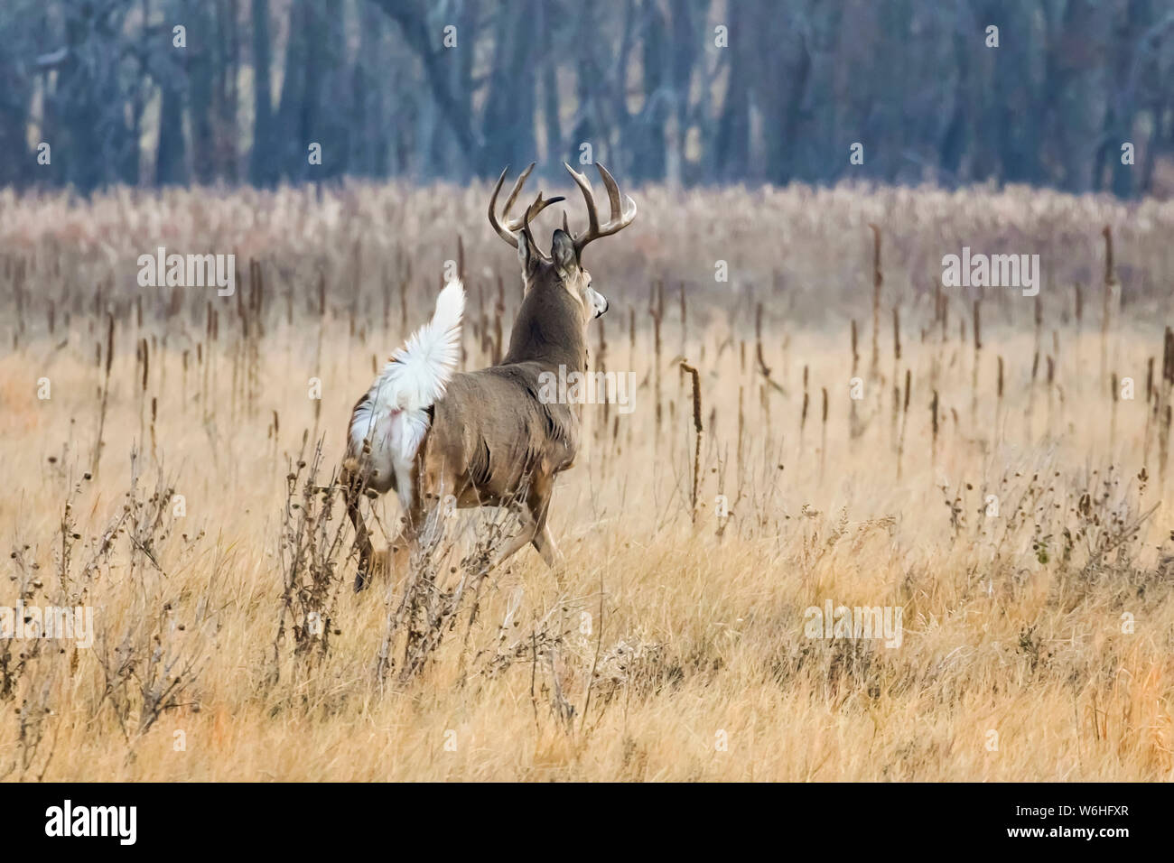 Weißwedelhirsche (Odocoileus virginianus) Buck zu Fuß über ein Feld mit seinem Schwanz, der es weiß hinten Stockfoto